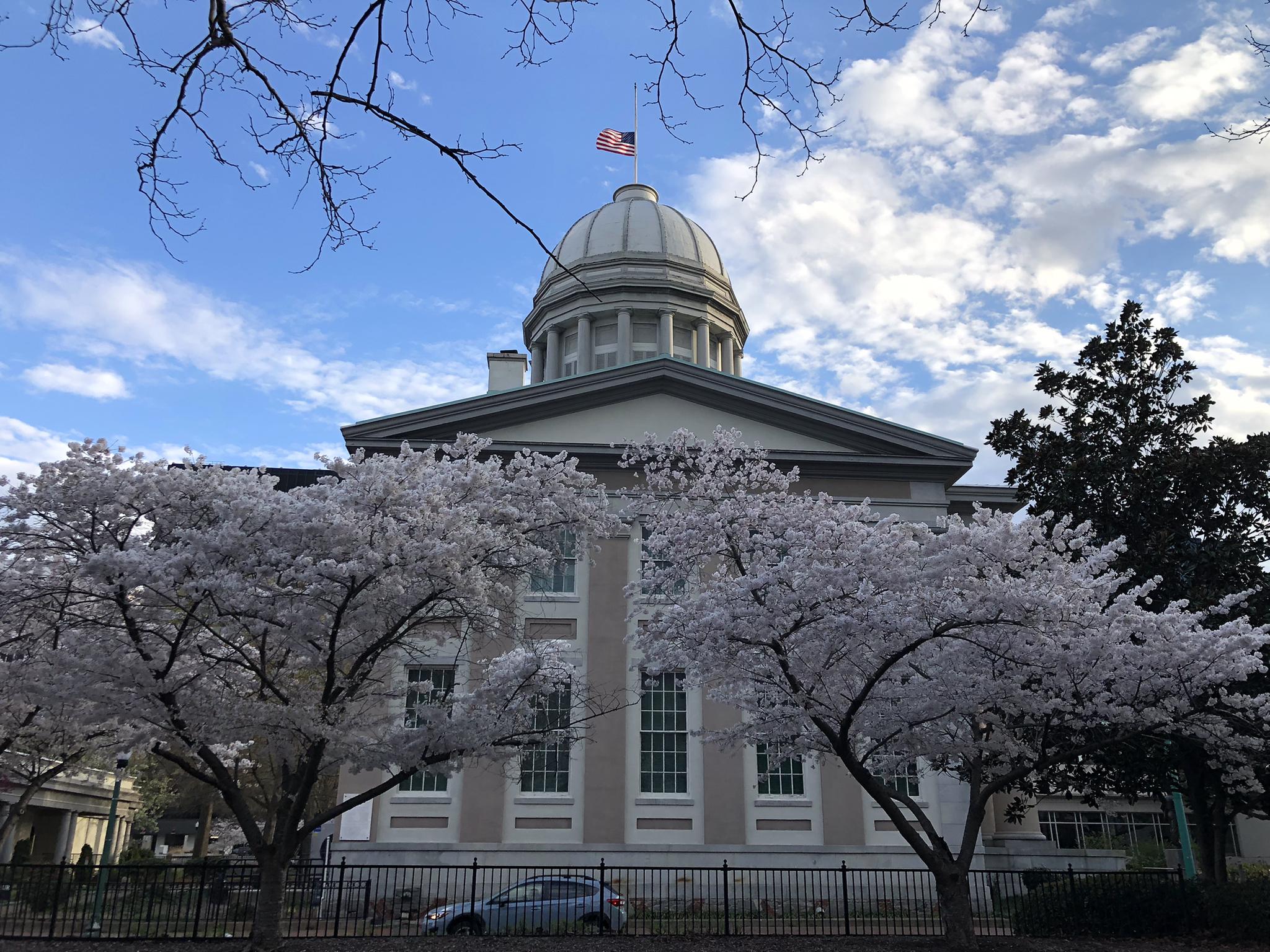 Classical building with a dome framed by blooming cherry trees under blue sky.