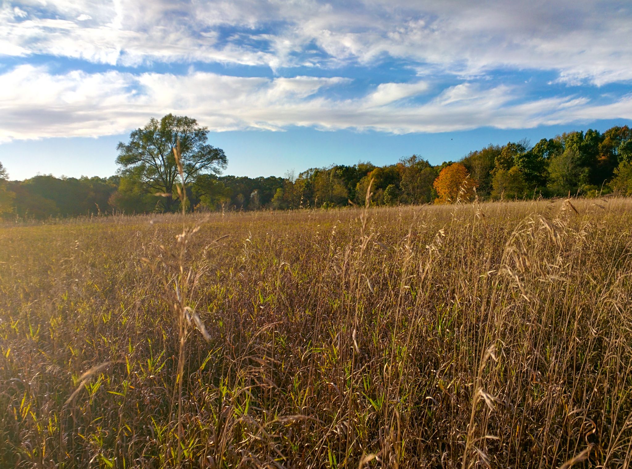 A golden field of tall dry grass under a partly cloudy sky. - Al Sabo Preserve loop from Arthur and Mildred Woollam Nature Preserve