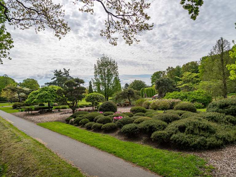 thuja mr bowling ball Arborvitae, Eastern Globe 'Mr. Bowling Ball' (Thuja) – Passiglia Landscape,  Nursery & Garden Center