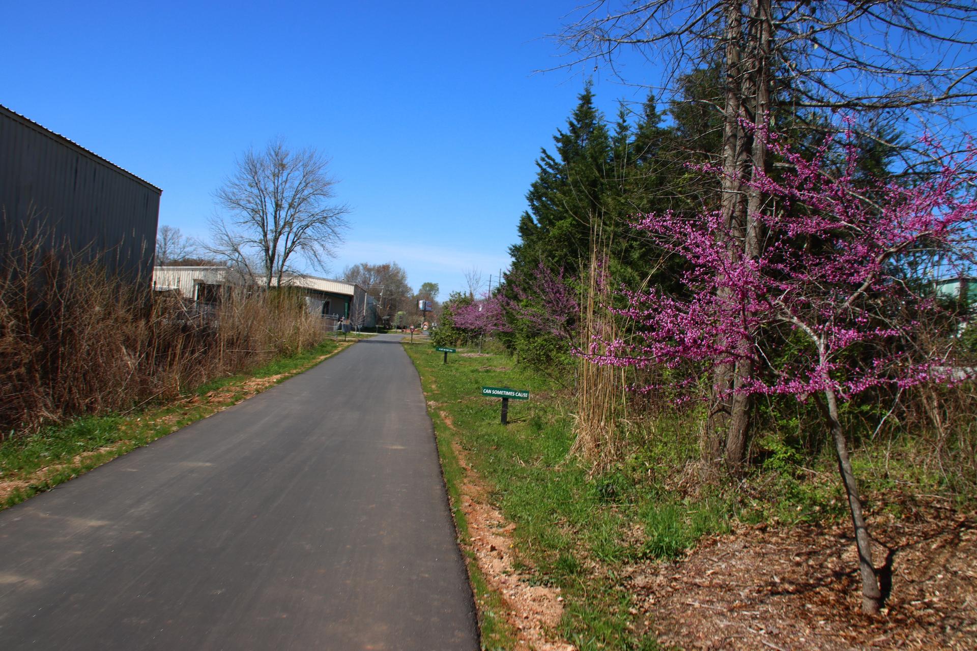 Paved path lined with trees, some blooming pink, next to a large building.