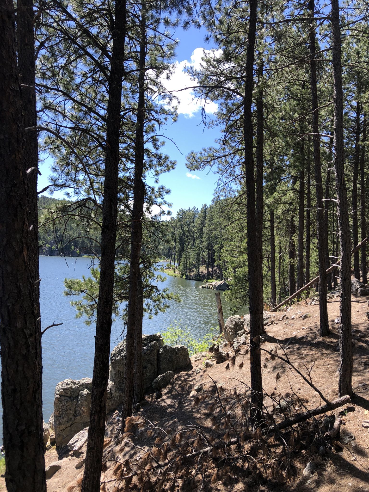 Lake seen through tall pine trees on a sunny day with blue sky. - Grace Coolidge Trail