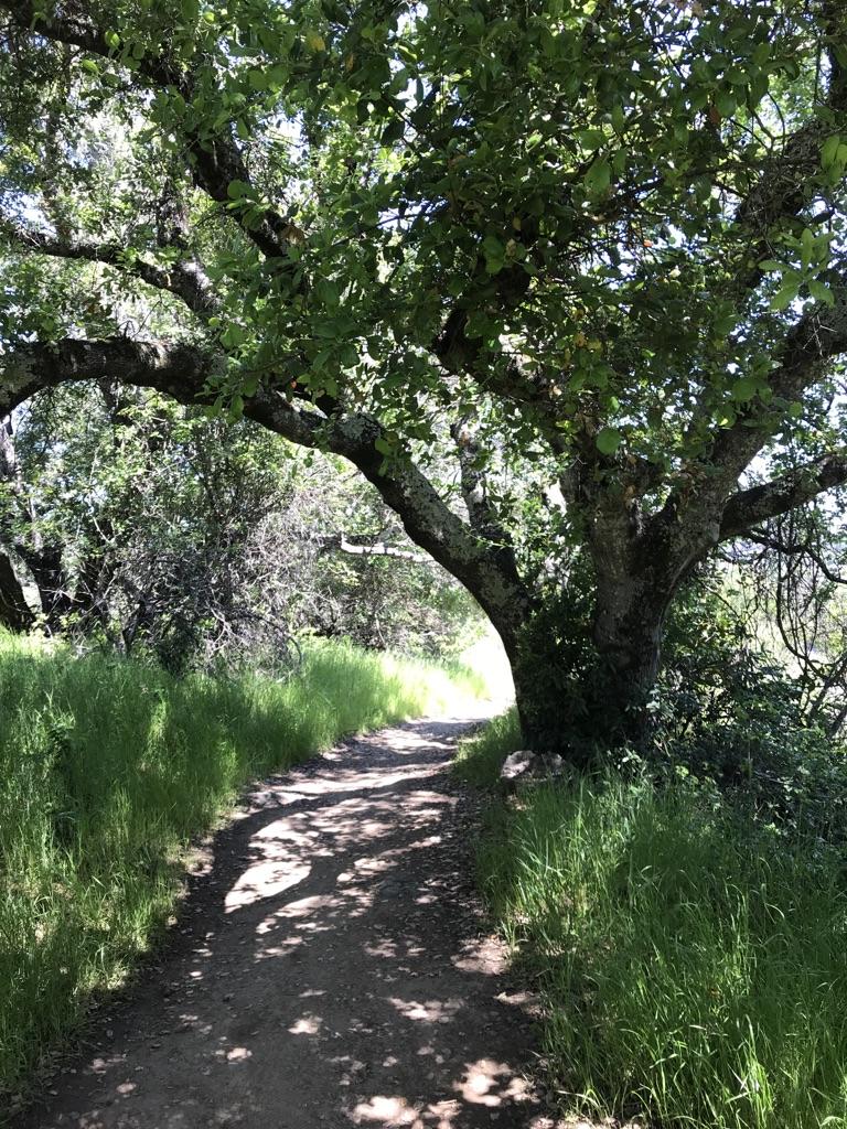 A sun-dappled dirt path winding through green grass and under a large tree.