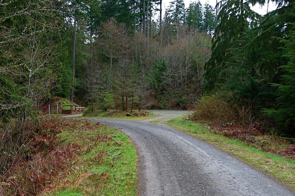 Gravel road forks into a dense, overcast forest with a small shelter.