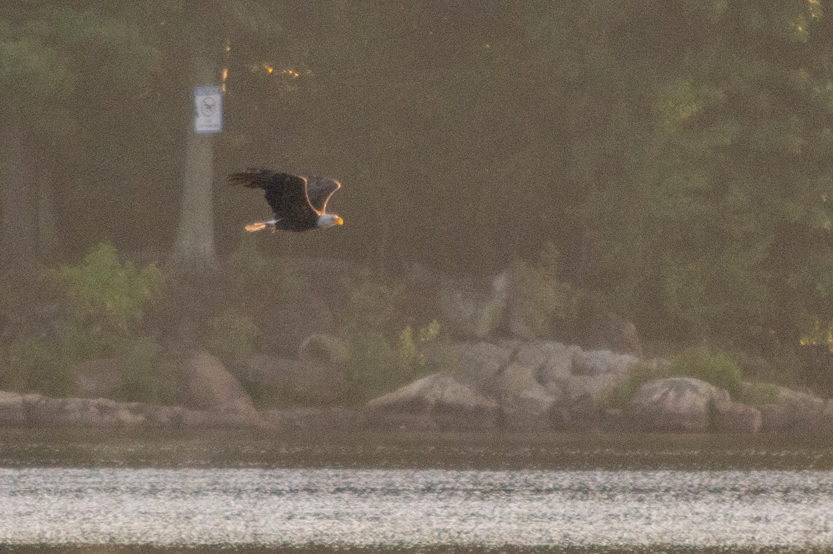 A bald eagle with white head and tail flies low over shimmering water.