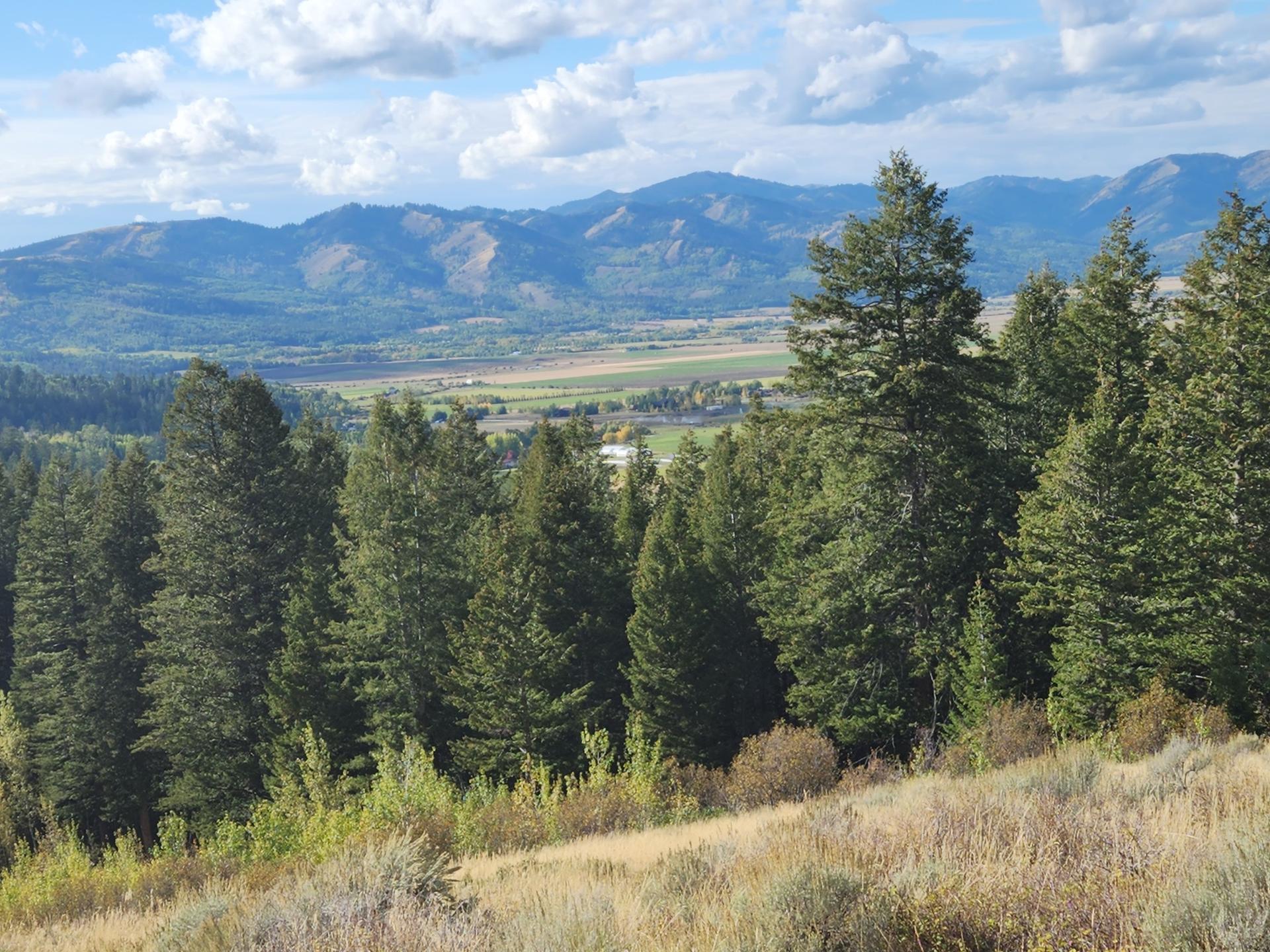 A view of a valley and distant mountains from a pine-forested hillside.