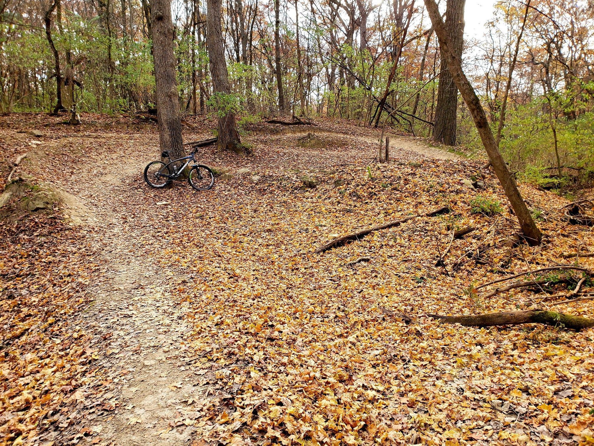 Dirt path through a forest covered in brown autumn leaves with a bicycle. - Outer Loop