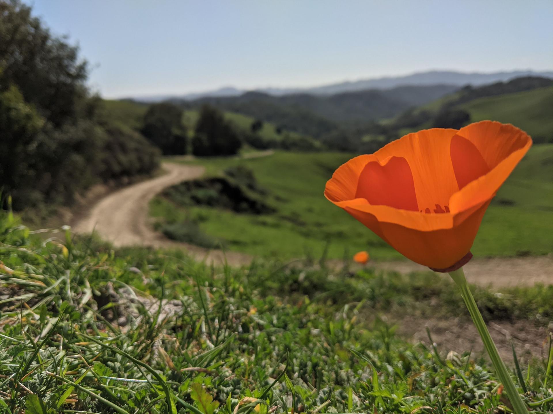 Close-up of a vibrant orange poppy with a dirt path and green hills.