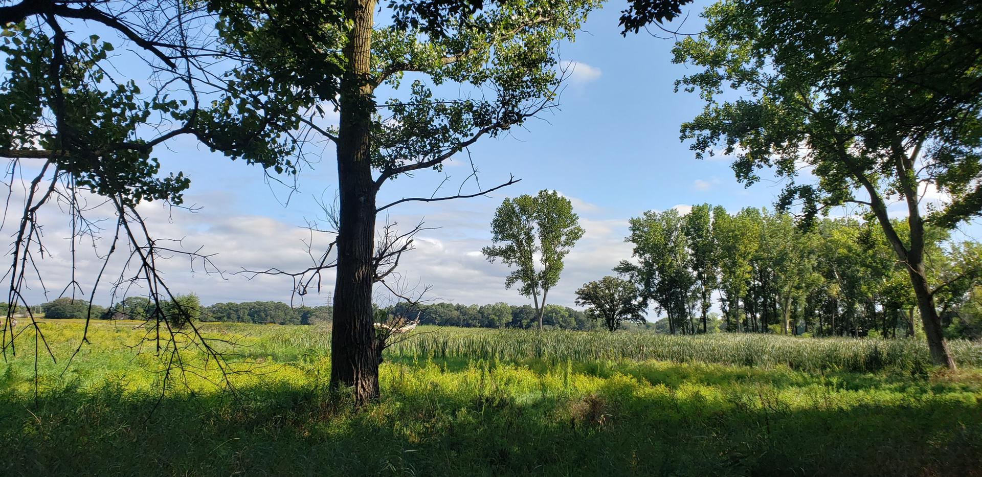 Sunny green field with large trees in the foreground and background.