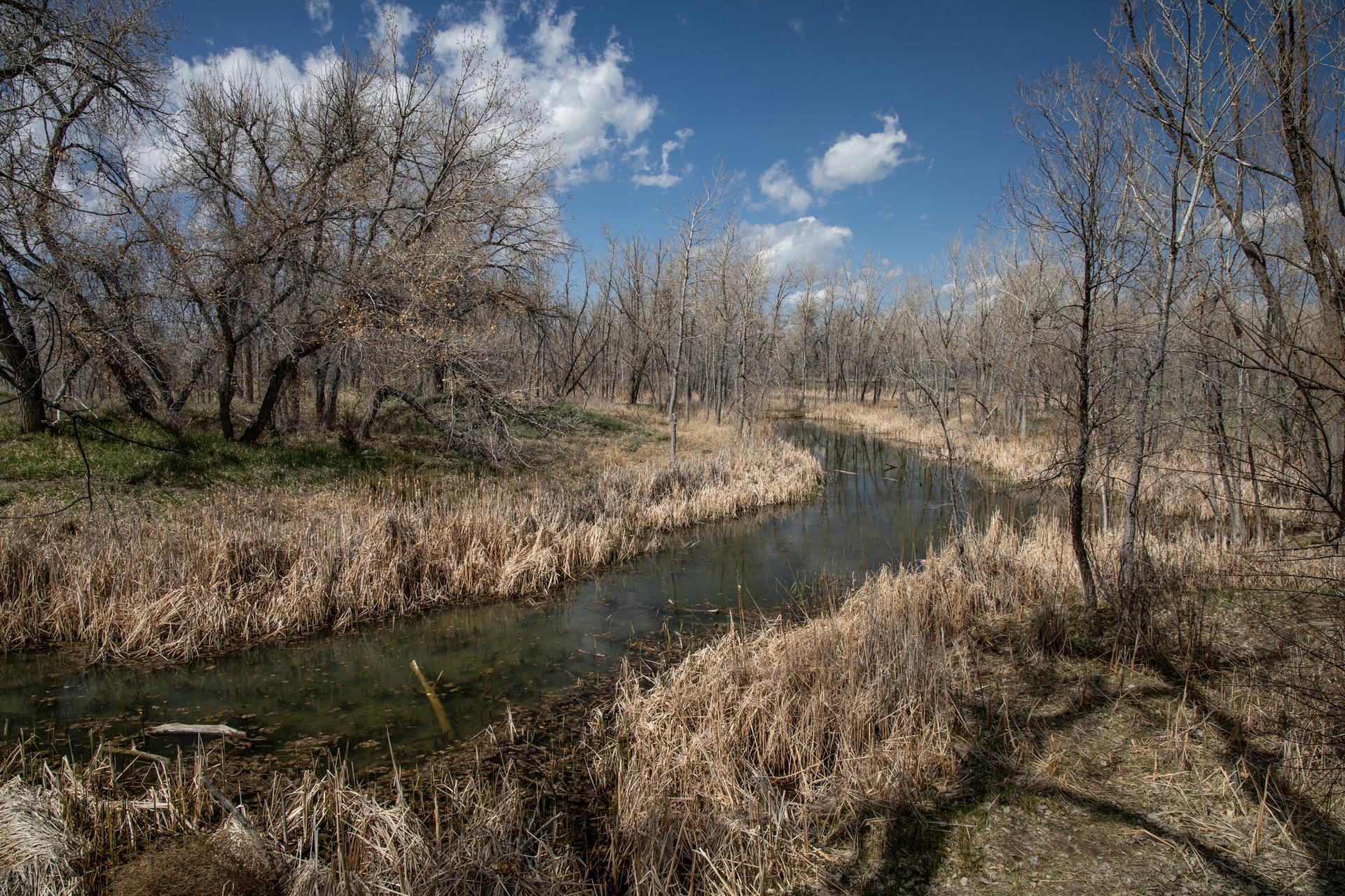 Winding stream through a wooded area with bare trees and dry reeds.