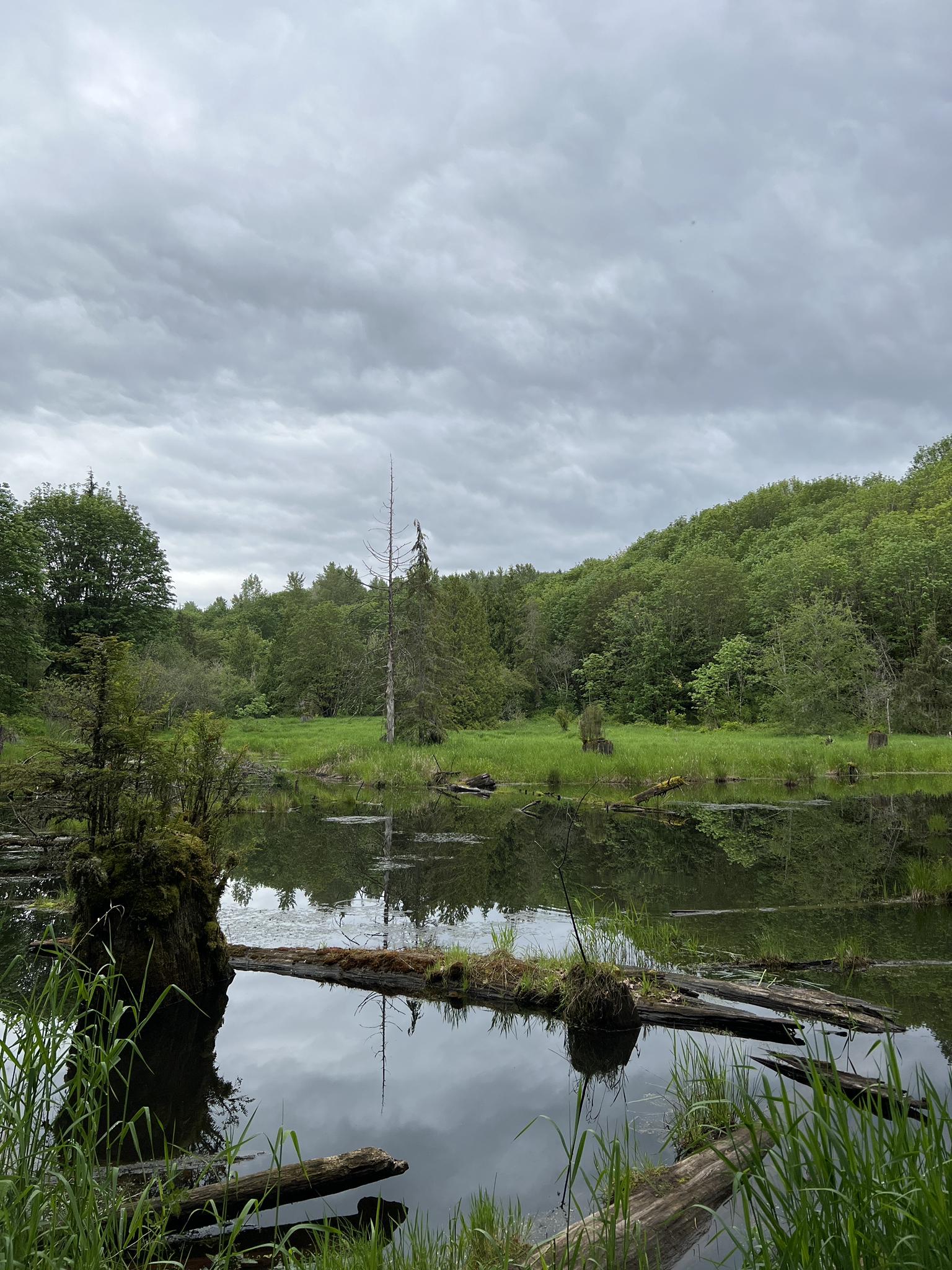 A calm pond with fallen logs under a cloudy sky, surrounded by green hills.