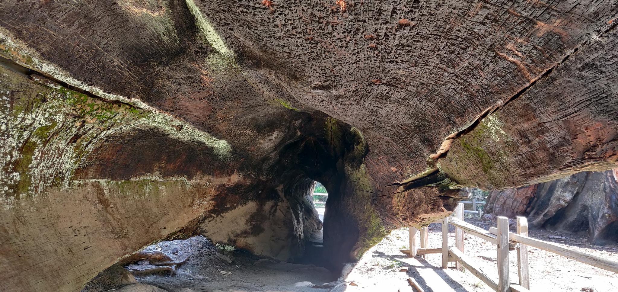 Inside a hollowed-out fallen tree trunk, forming a tunnel with light.