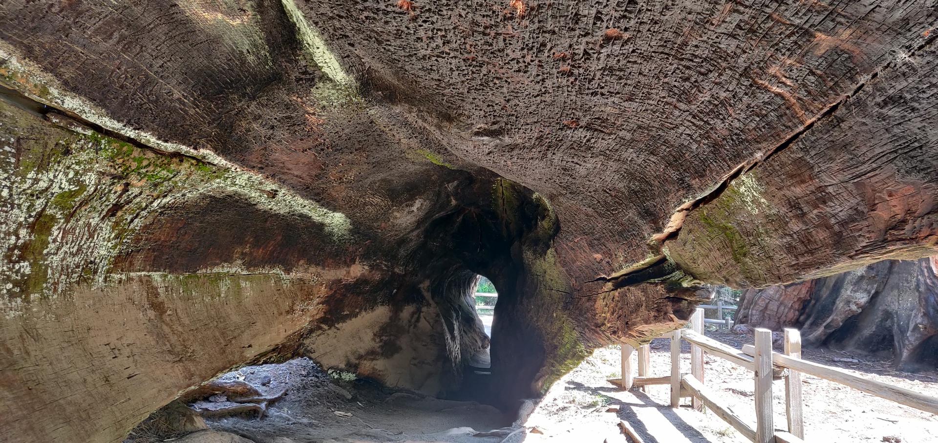 Inside a hollowed-out fallen tree trunk, forming a tunnel with light.