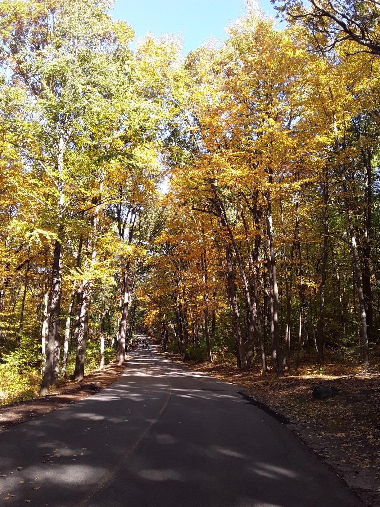 Paved road winding through a tunnel of bright yellow autumn trees.