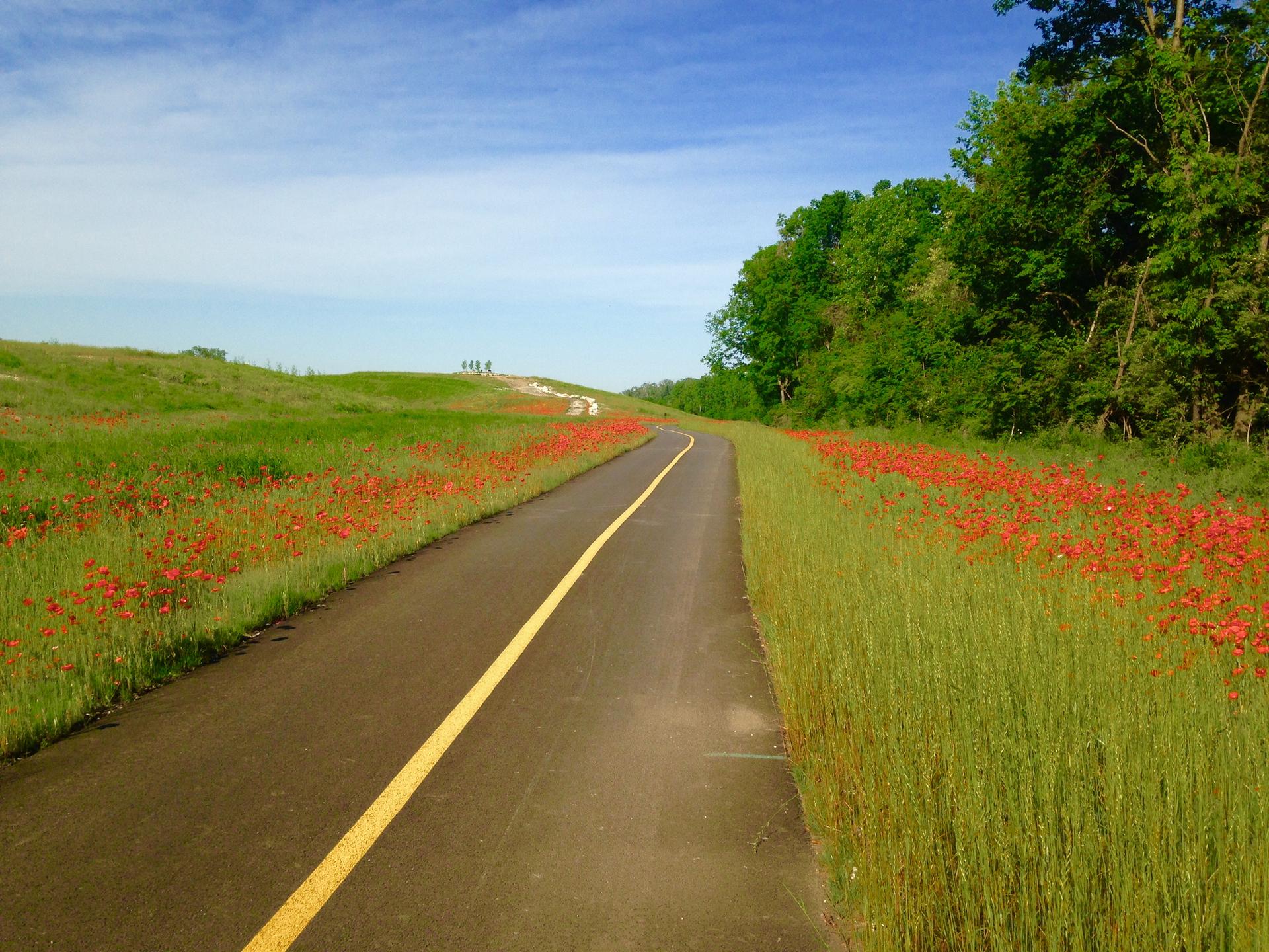 A paved path winds through fields of red wildflowers under a blue sky.
