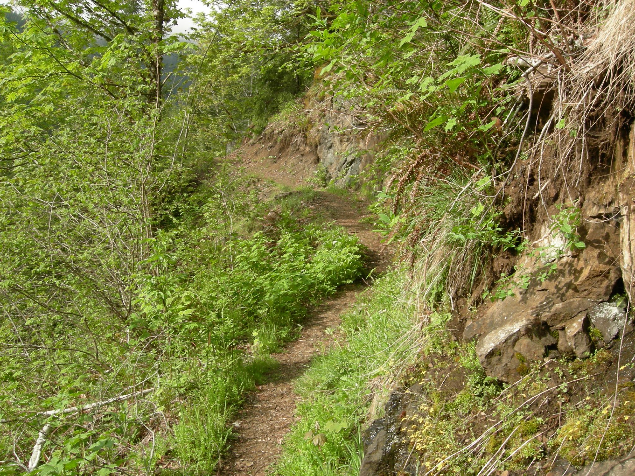A narrow dirt path winds through lush green forest vegetation. - Wilson River Trail – Tillamook State Forest