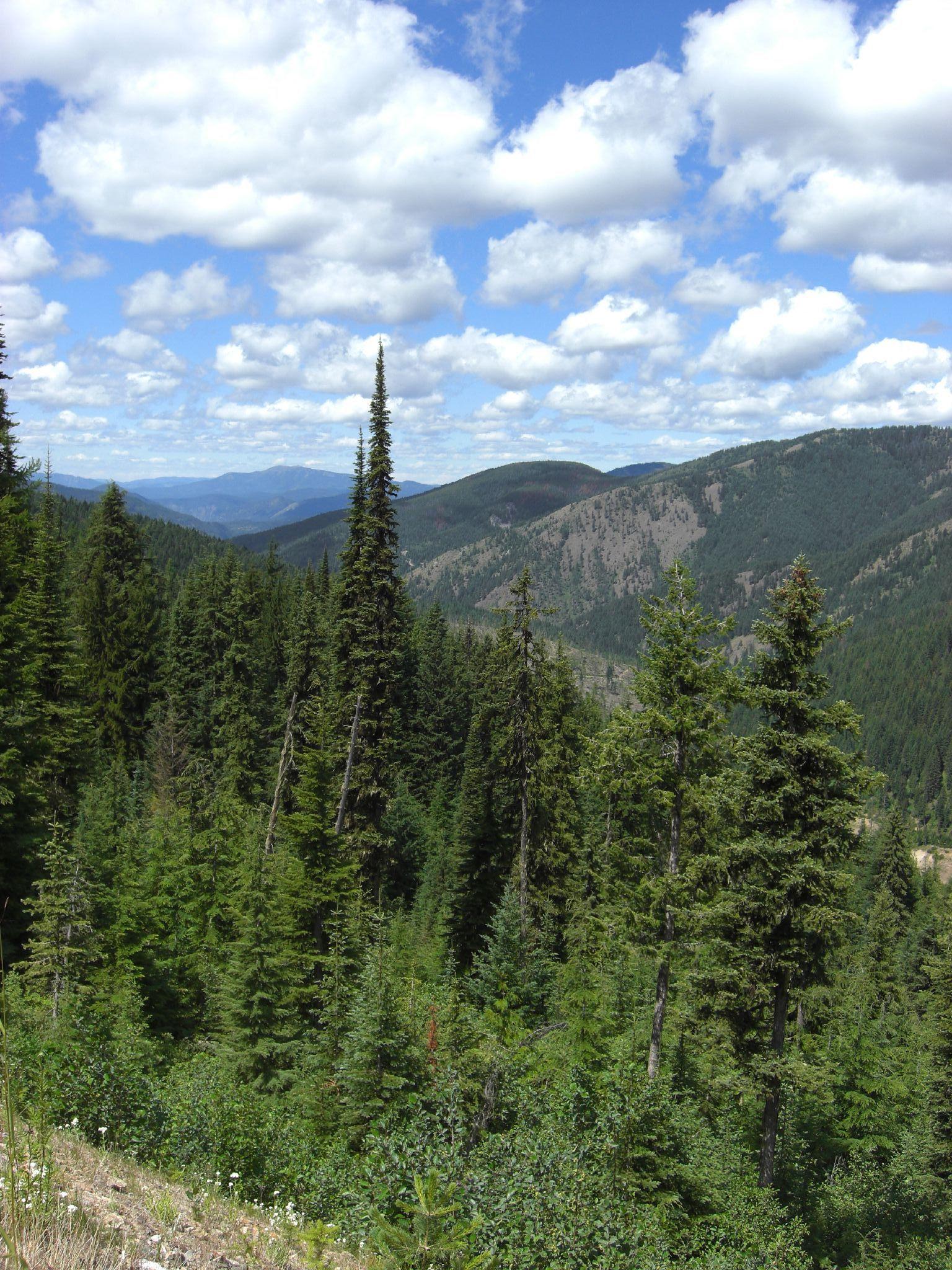 Lush green evergreen forest covers rolling mountains under a bright, cloudy sky.