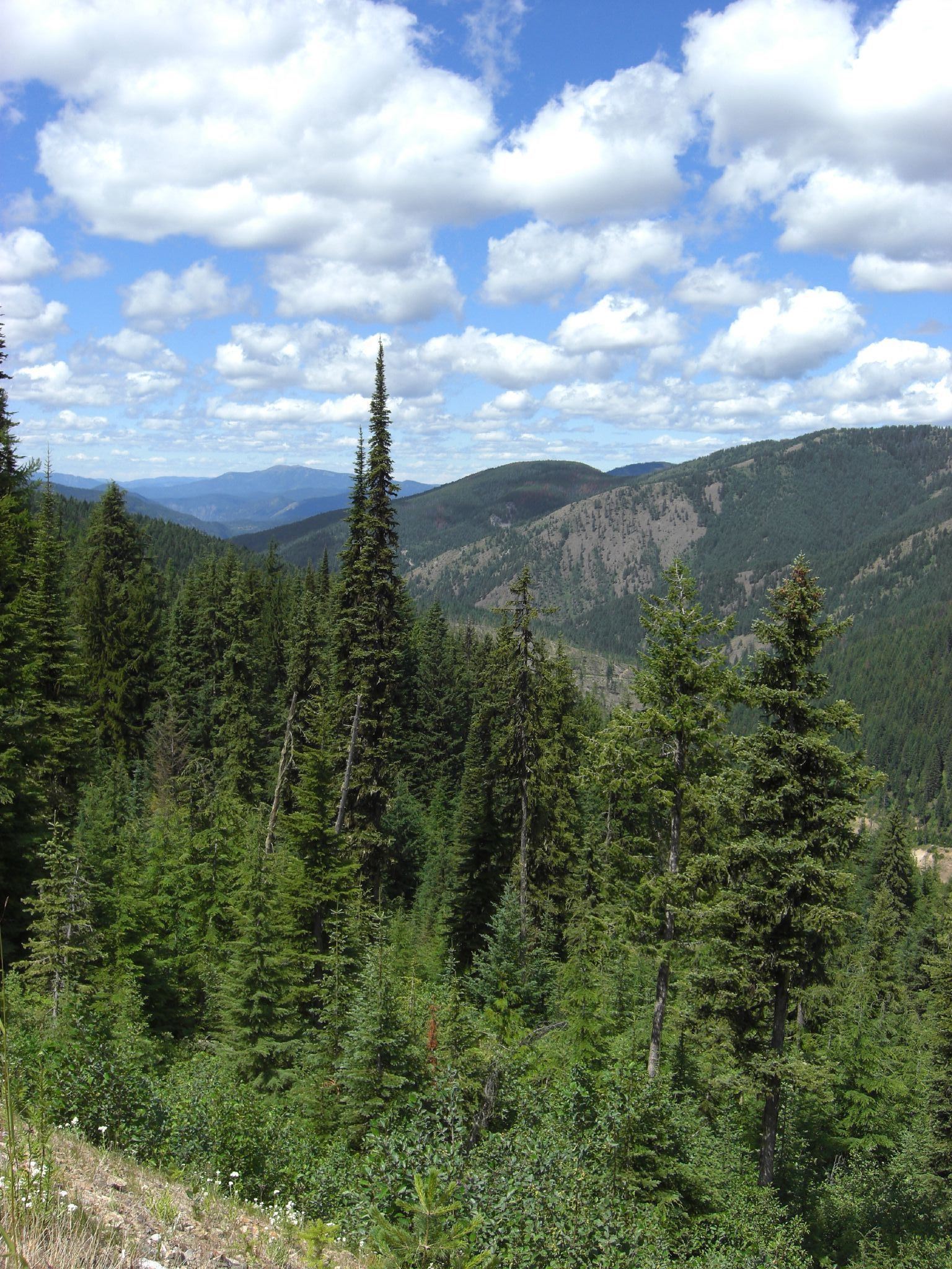 Lush green evergreen forest covers rolling mountains under a bright, cloudy sky. - Blossom Lakes Trail out and back