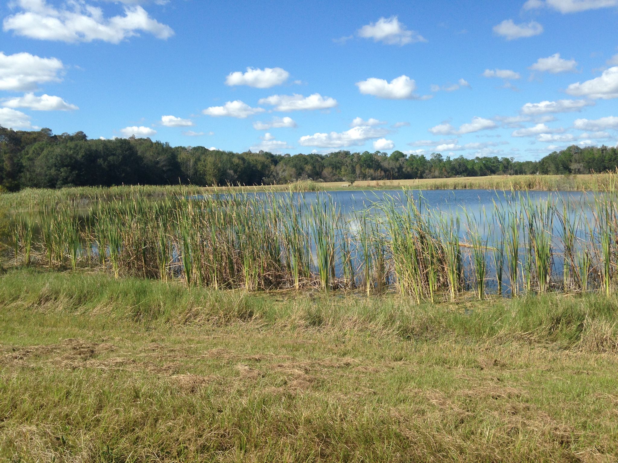 Sunny landscape with a pond, tall reeds, grassy foreground, and distant trees. - Yellow Trail