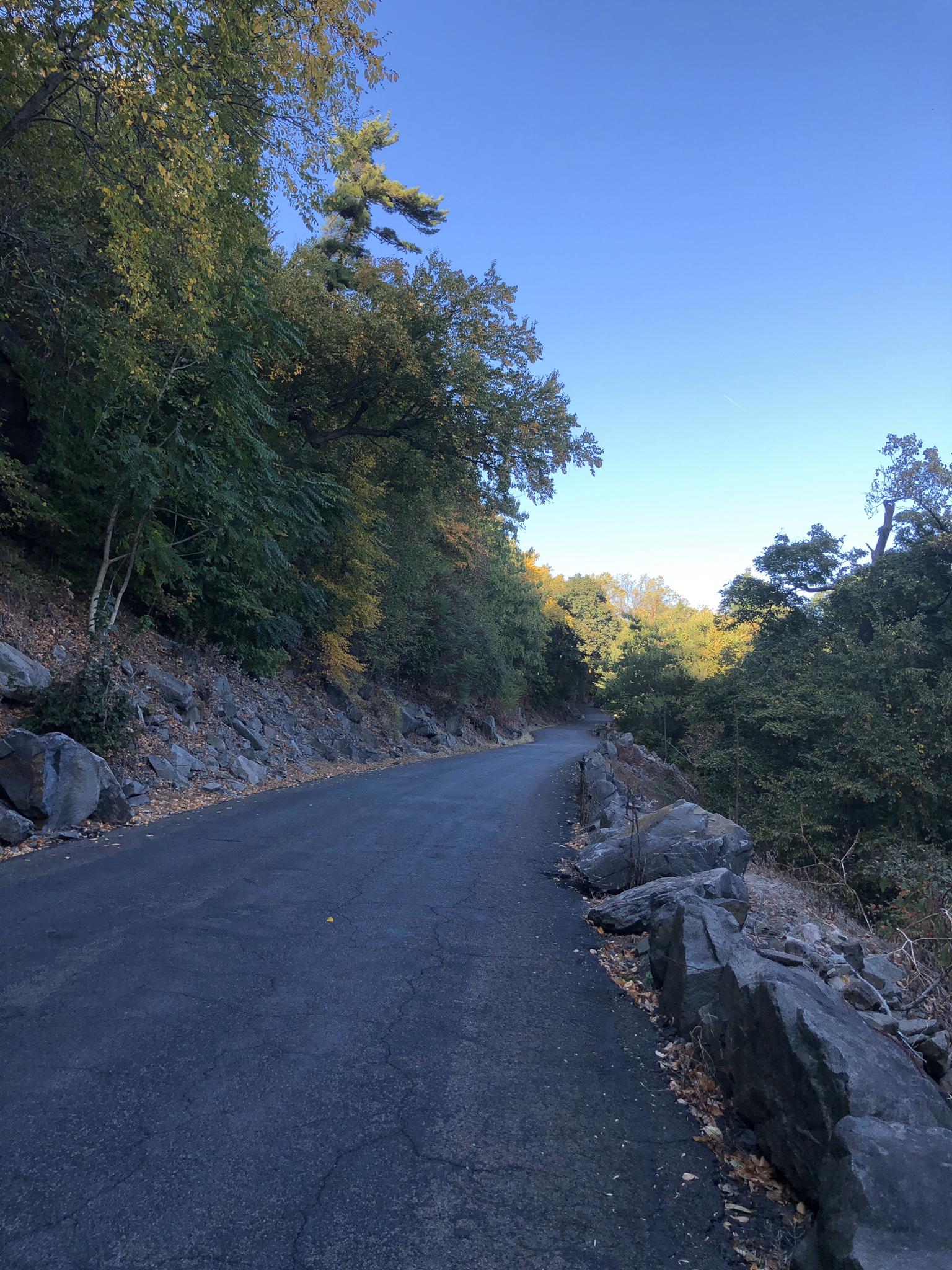 Paved road winding through a forest with green and autumn trees under clear sky.