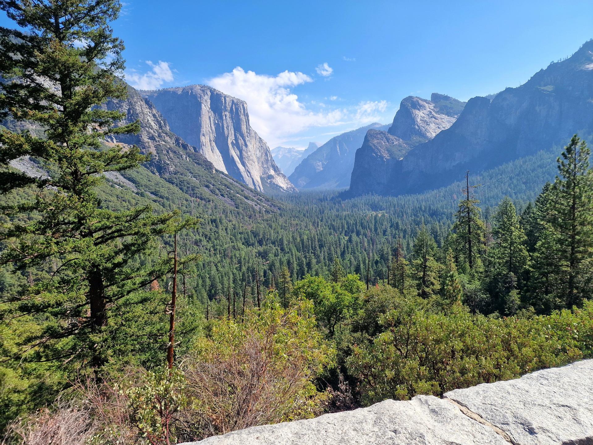 A wide valley with towering granite cliffs and dense green forest under blue sky.