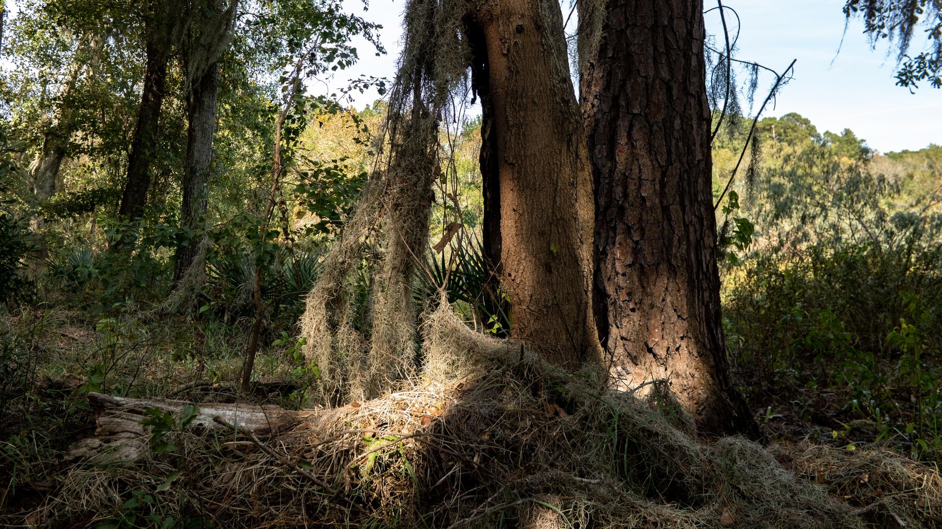 Sunlight illuminates large trees draped with Spanish moss in a dense forest.