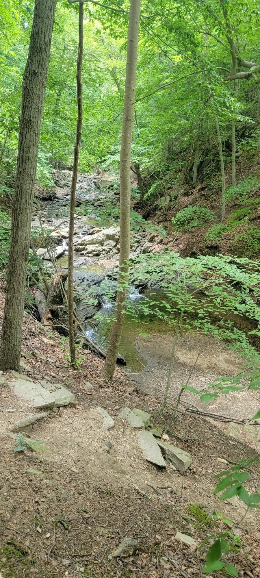 A rocky stream bed winds through a dense, sun-dappled green forest.