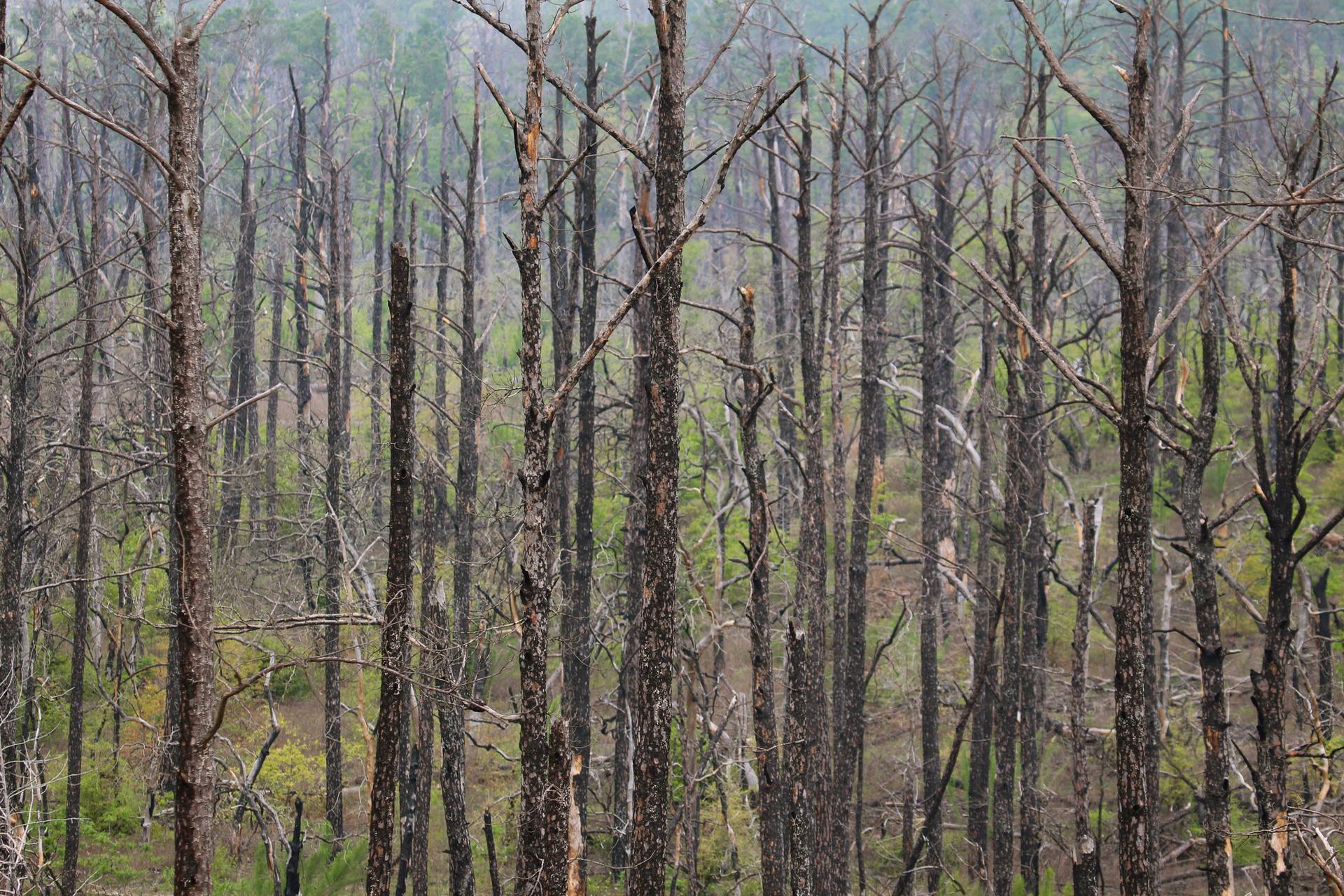 Dense forest of tall, bare, dark tree trunks with some green foliage.