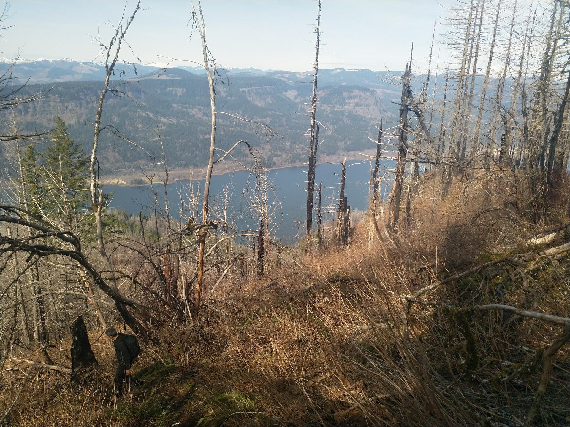 Overgrown hillside with dead trees, overlooking a wide river and distant mountains.