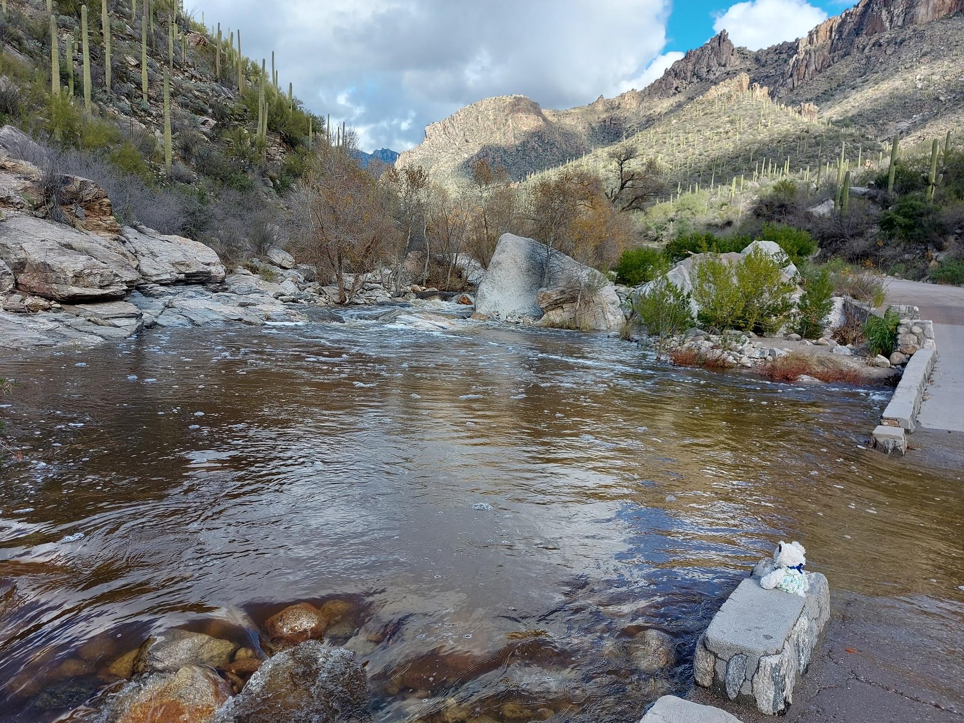 Rushing brown river in a desert canyon with mountains and saguaros.