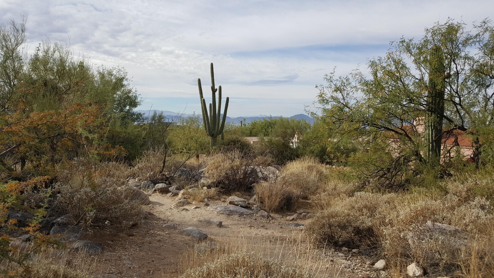 A desert trail winds through dry brush with a tall saguaro cactus.