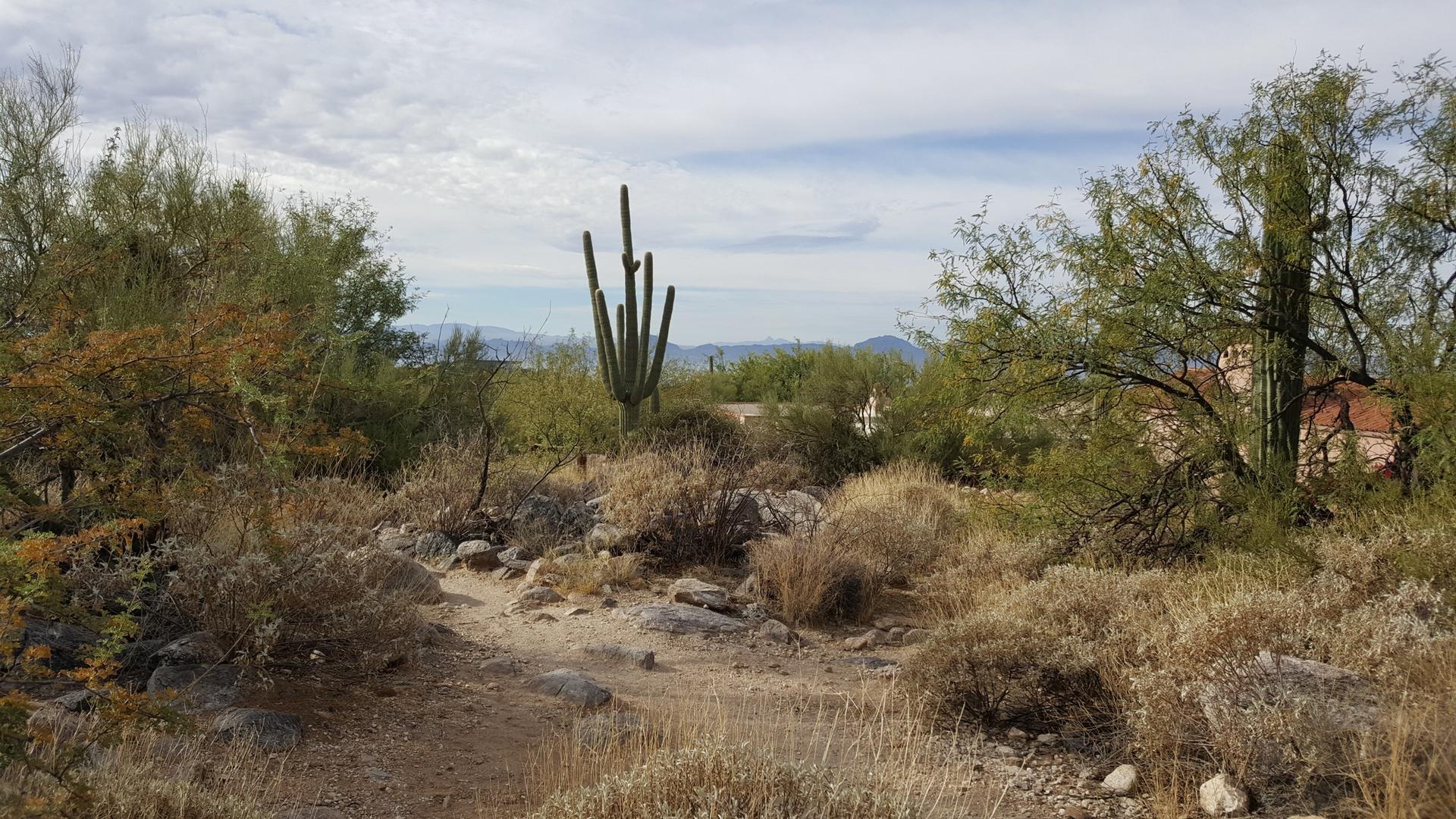 A desert trail winds through dry brush with a tall saguaro cactus.