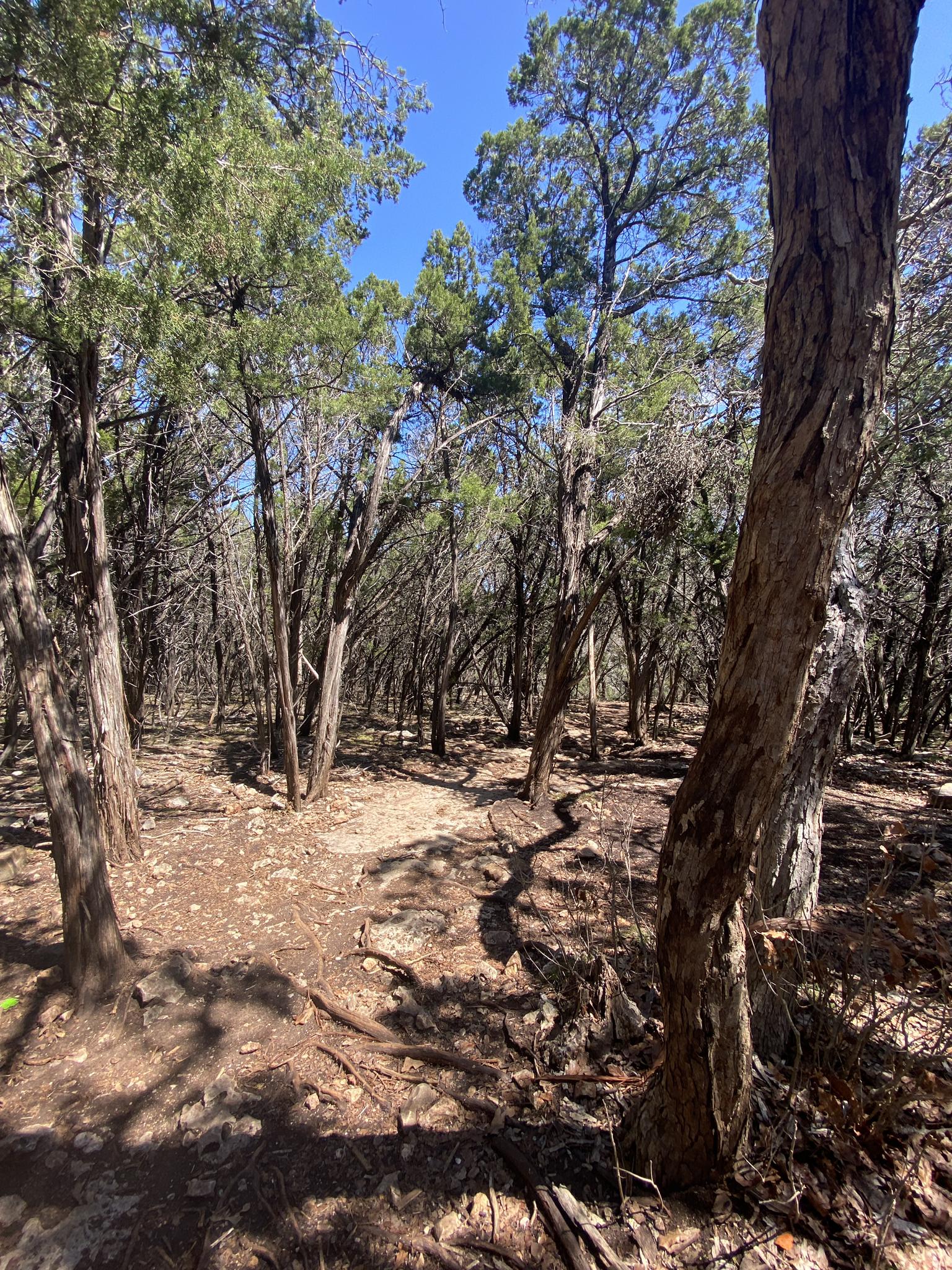 A winding dirt path through a dense, sun-dappled forest with tall trees.