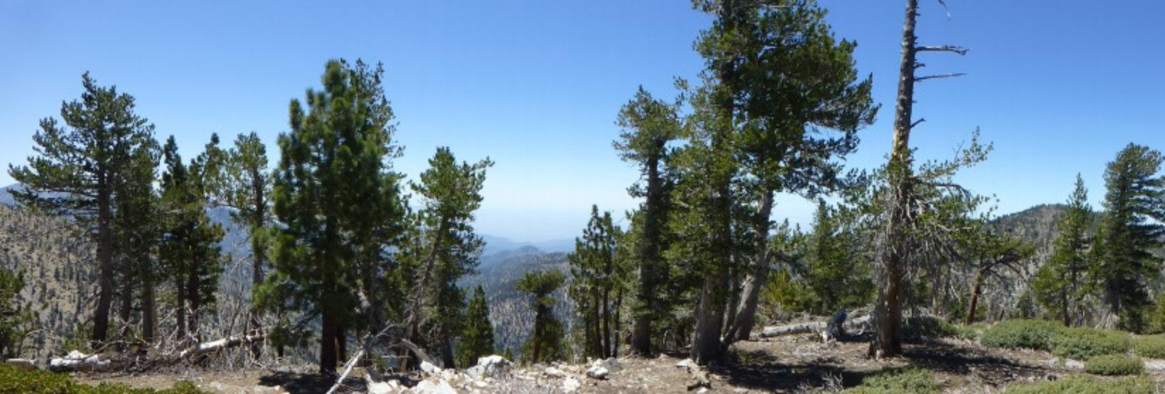 Panoramic view of a sunny mountain landscape with numerous pine trees.