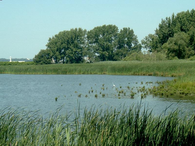 A calm pond surrounded by tall green reeds under a bright sky.