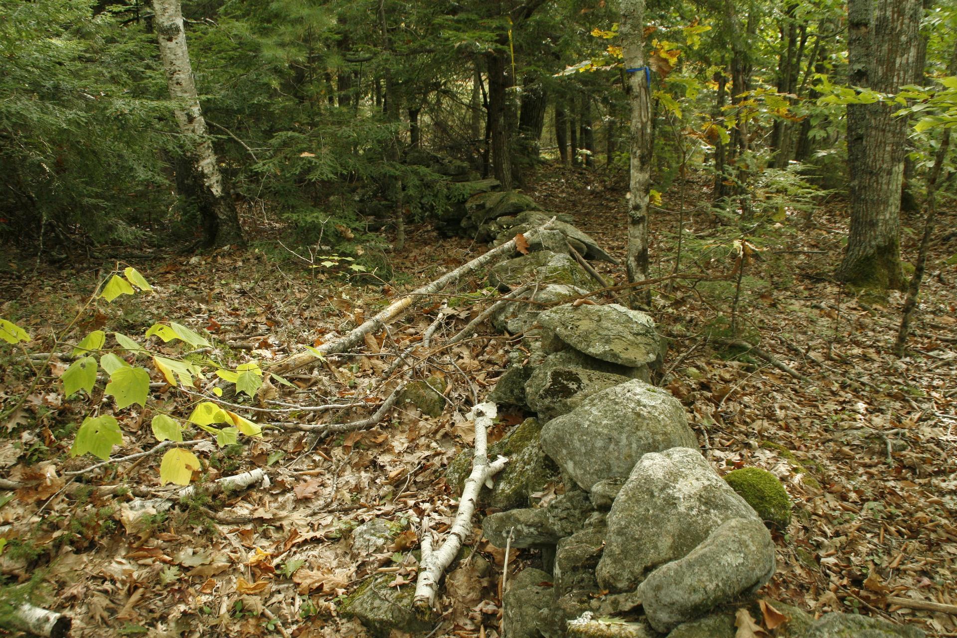 An old stone wall winds through a dense, leaf-covered forest under natural light.