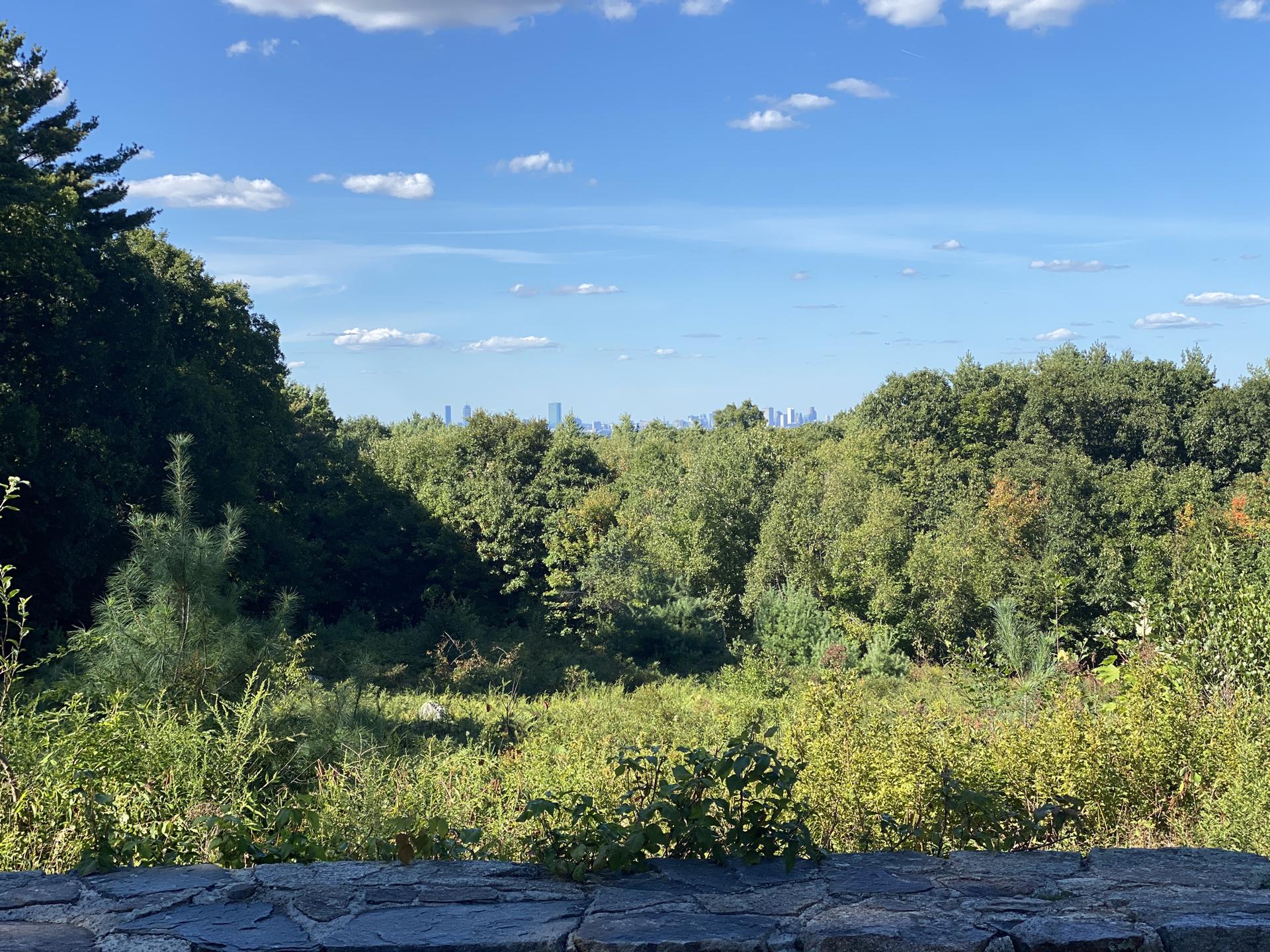 A lush green forest under a bright sky with a distant city skyline.