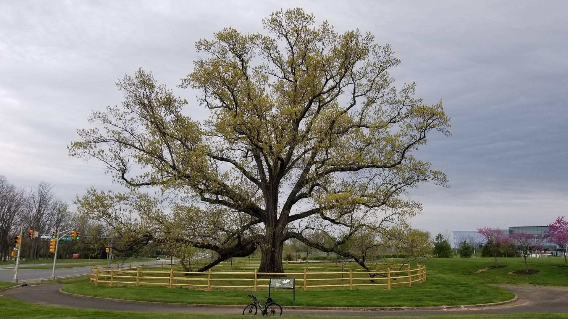 Massive old tree with a fence around it under an overcast sky.