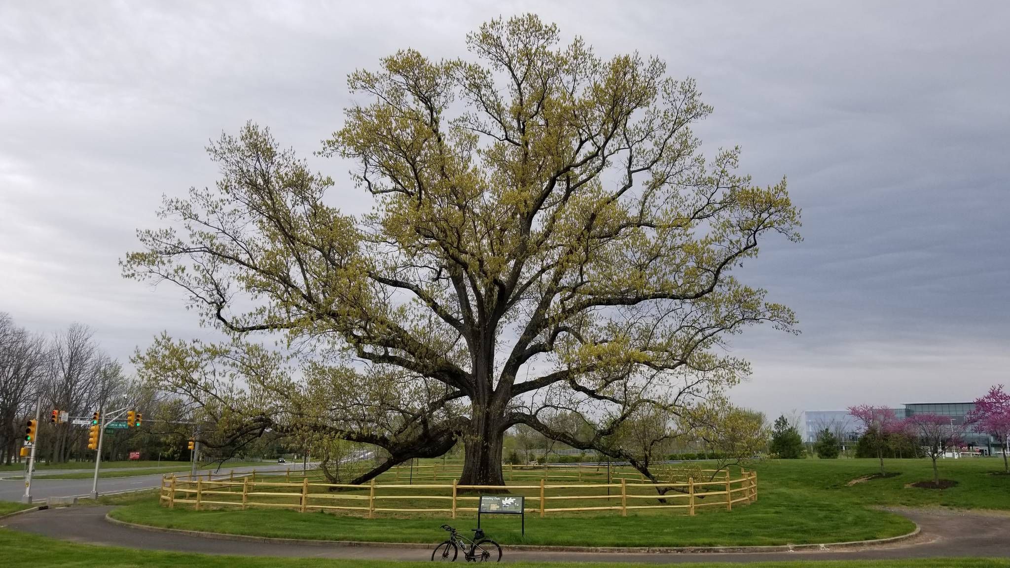 Massive old tree with a fence around it under an overcast sky. - Lawrence Hopewell Trail Loop