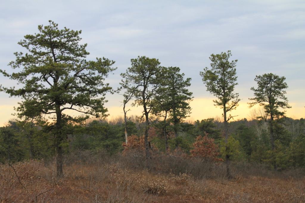 Several pine trees stand in a dry, open field under a cloudy sky.