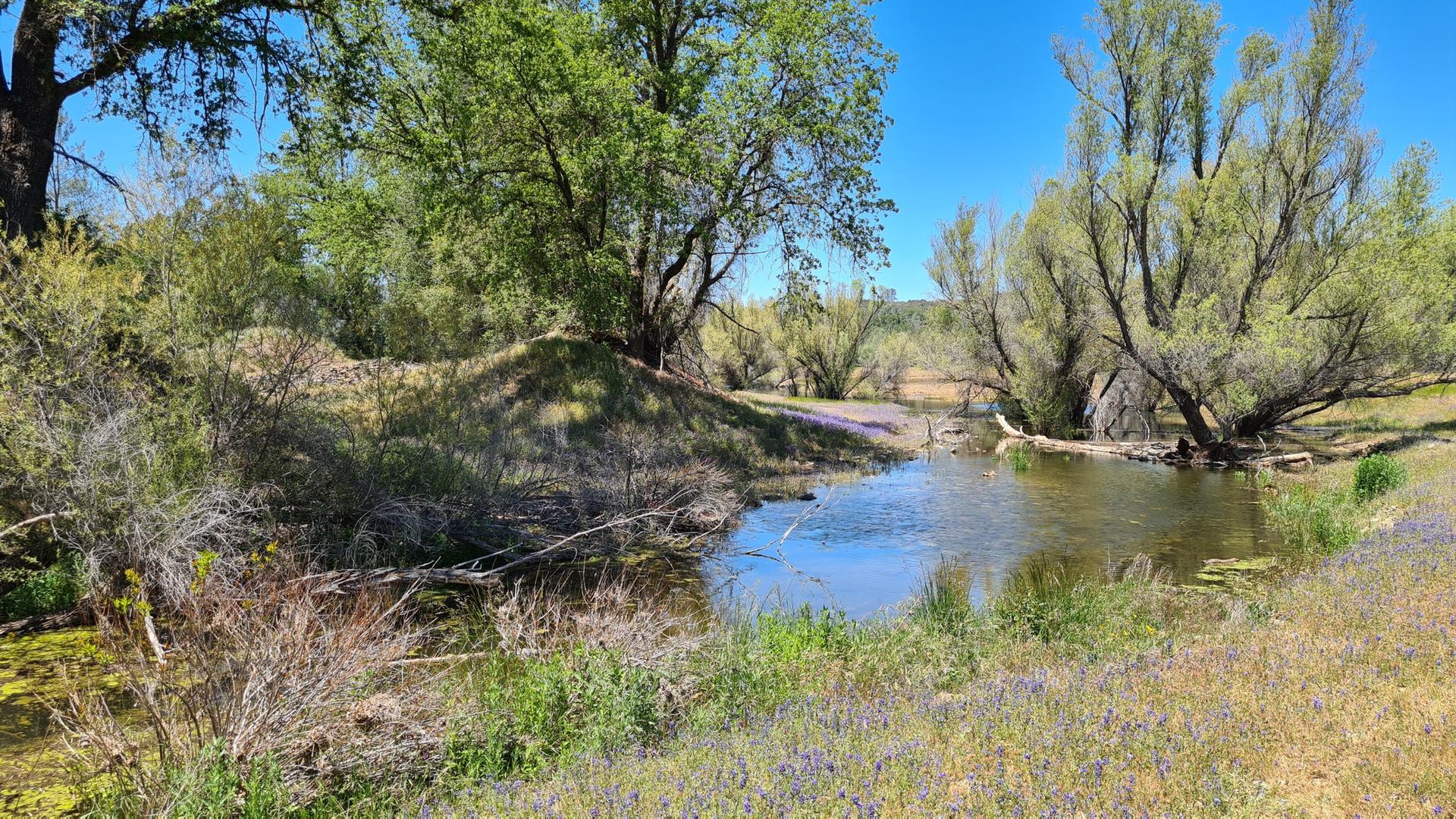 Bright stream flowing through grassy banks with trees under a blue sky.