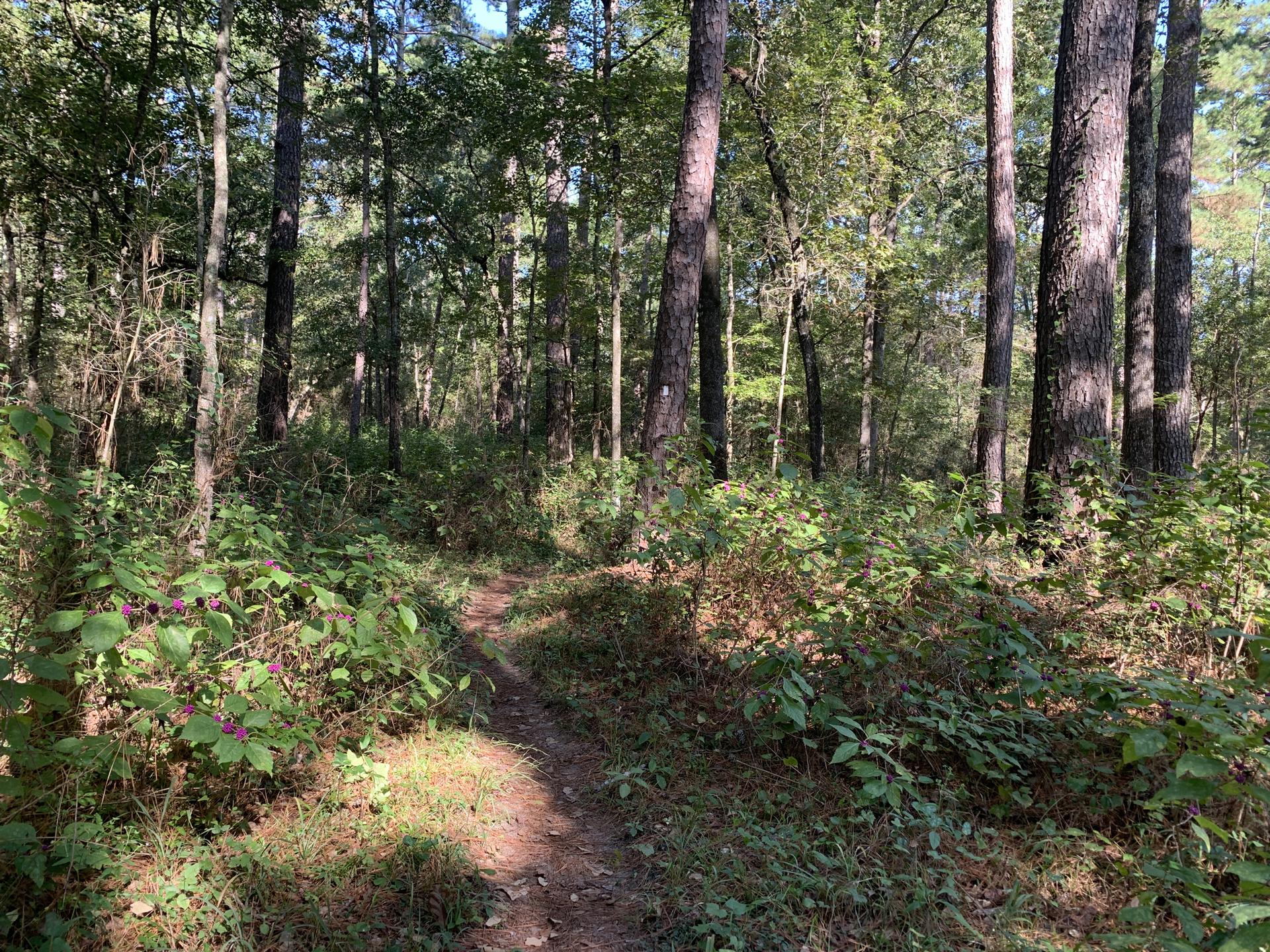 A sunlit dirt path winds through a dense green forest.