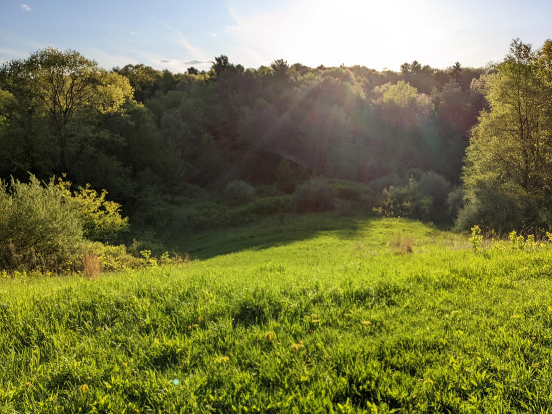 Sunny green meadow sloping down to a dense forest under bright sunlight.