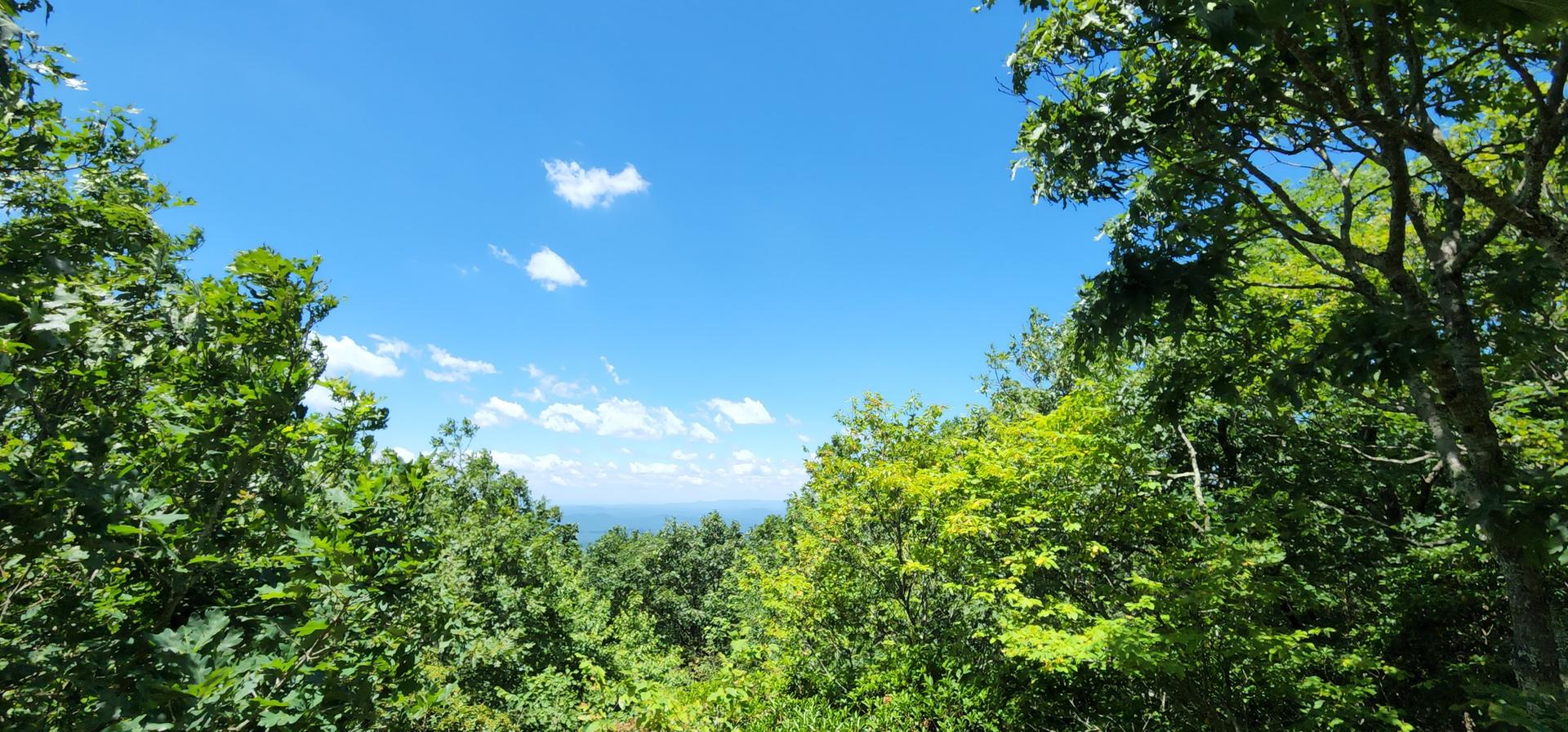 Bright blue sky with scattered clouds above vibrant green forest canopy.