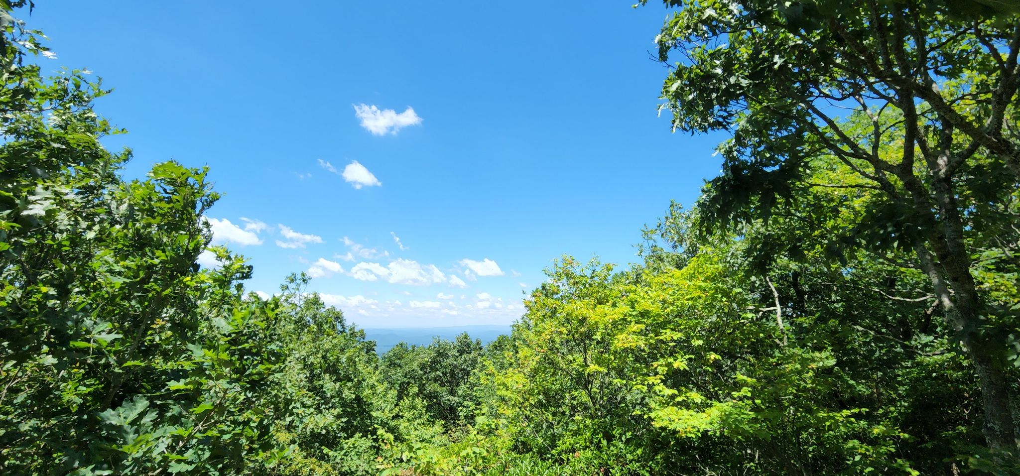 Bright blue sky with scattered clouds above vibrant green forest canopy. - Appalachian Approach Trail to Springer Mountain