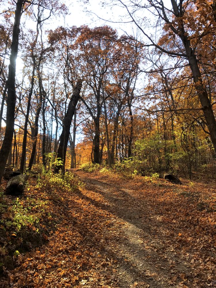 Forest path covered in autumn leaves, sun shining through colorful trees.