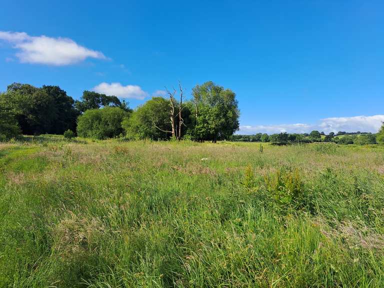 Harpford Woods – Redbridge Over the River Otter Loop from Sidbury ...