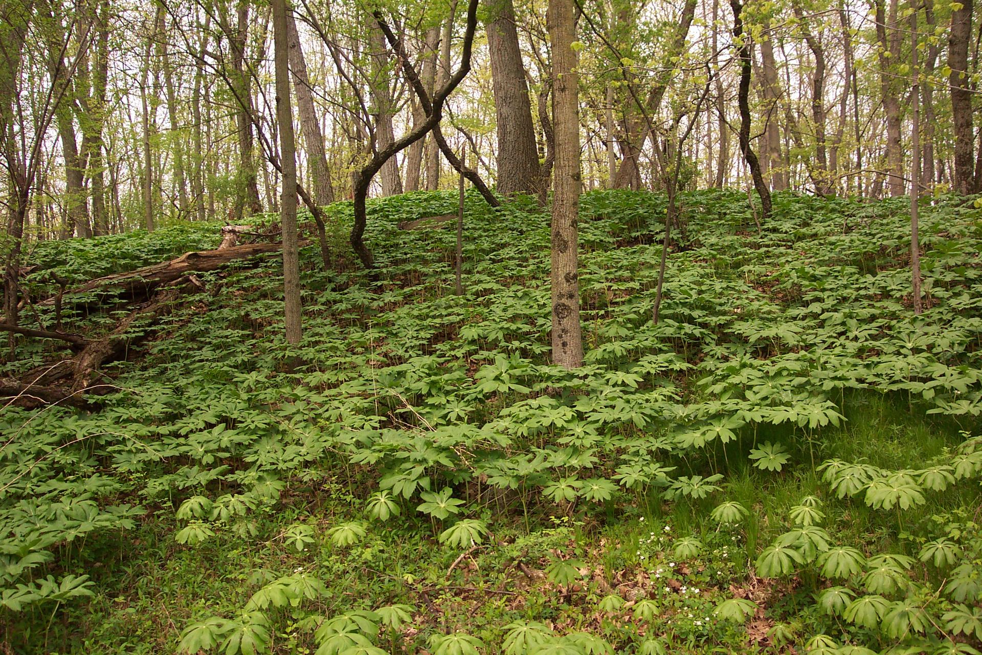 Lush green forest floor covered in plants, with trees in soft light.