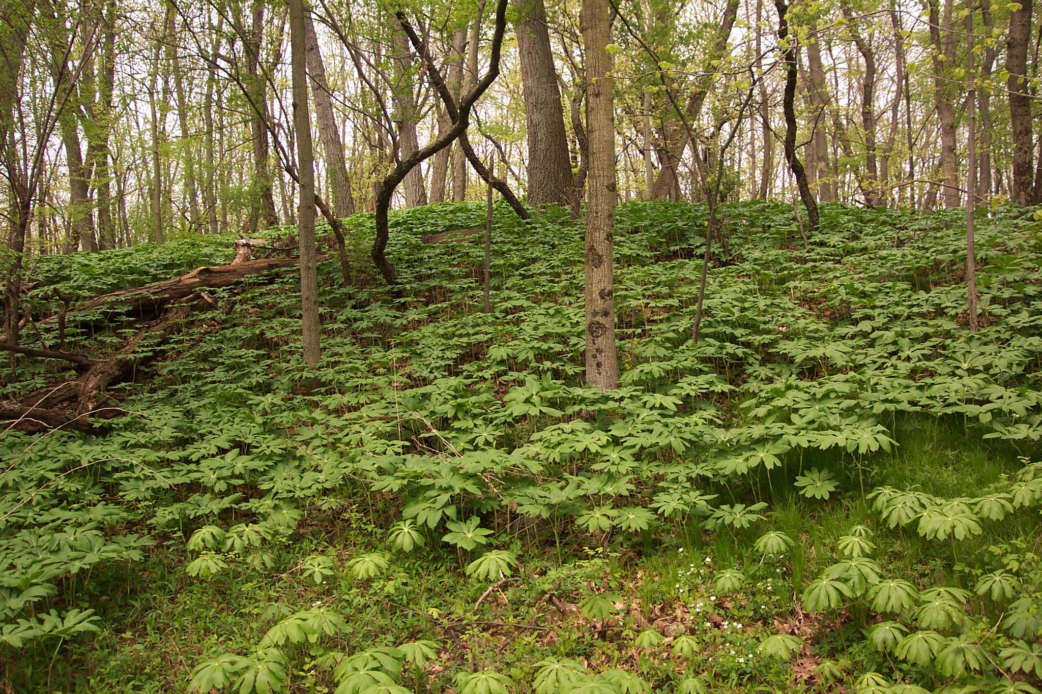 Lush green forest floor covered in plants, with trees in soft light. - McHenry County Prairie Trail