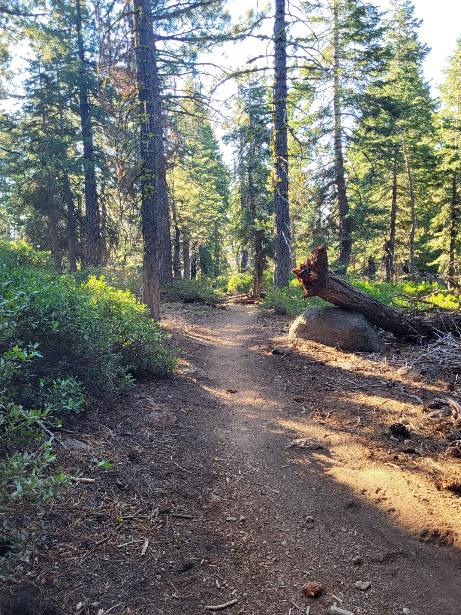 Sunlit dirt path winding through a dense pine forest with a fallen log.