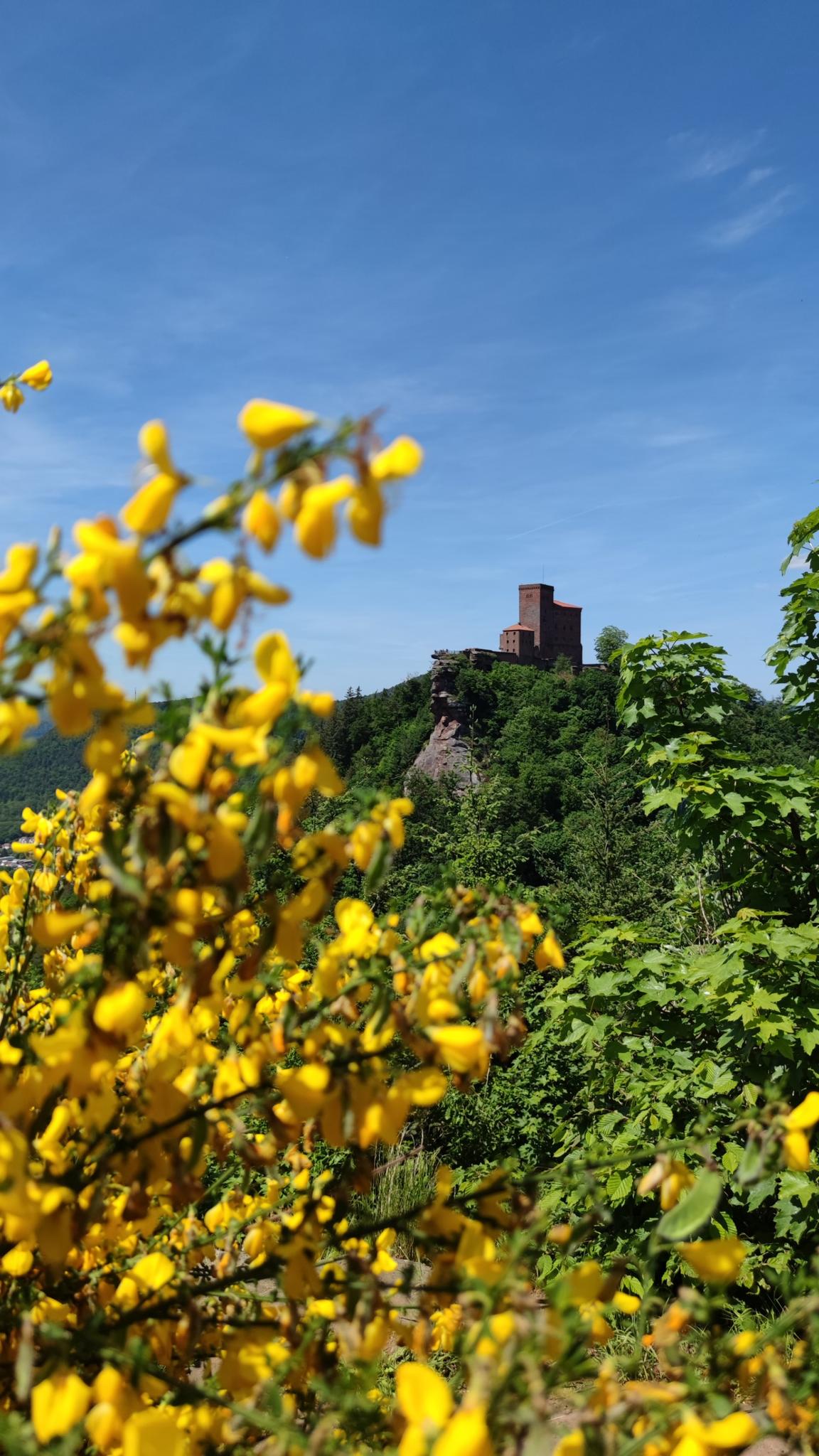 Blick Auf Die Burg Trifels – Sicht Auf Burg Trifels Runde Von Annweiler ...